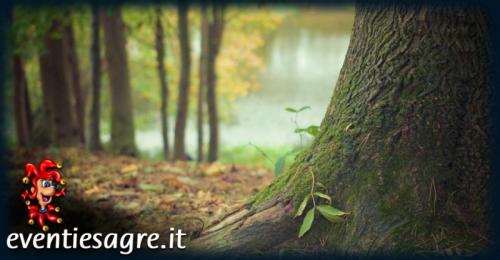 La Festa Dell'albero A Rotonda - Rotonda