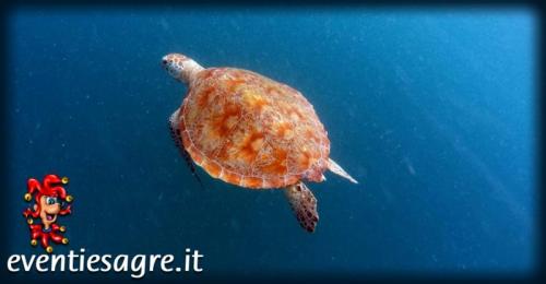 Big Blue Festival A Portoscuso - Portoscuso