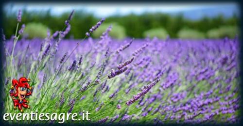 La Festa Delle Erbe E Della Lavanda A Cosio Di Arroscia - Cosio Di Arroscia