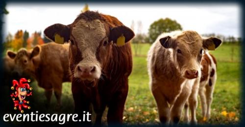 La Fiera Del Bestiame A Genova - Genova