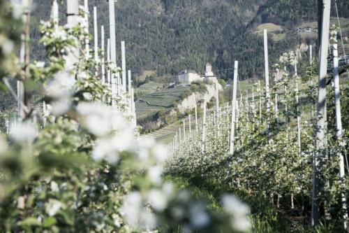 Estate A Tirolo - Tirolo