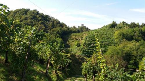 I Meravigliosi Colli Di Farra Di Soligo Tra Boschi, Torrenti E Vigneti - Farra Di Soligo