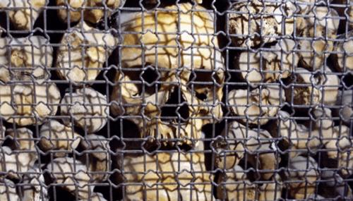 Streghe, Misteri E Leggende A Milano, Visita Guidata - Milano