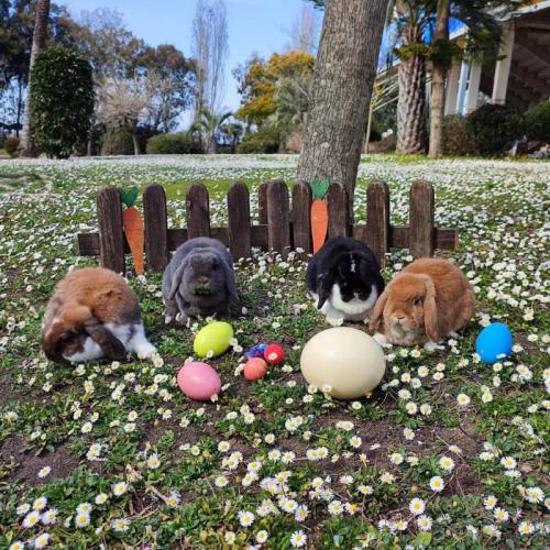 Una Colomba Corale In Sospeso - Roma