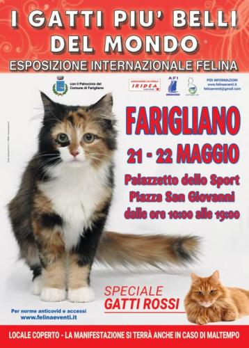 I Gatti Piu' Belli Del Mondo - Farigliano