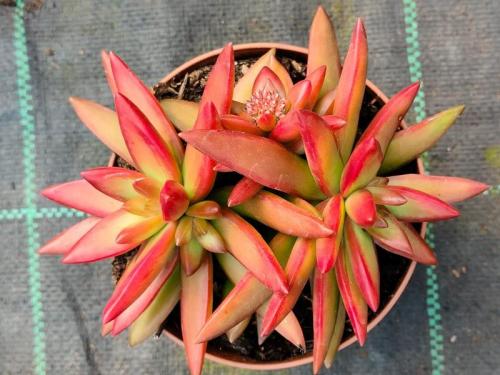 Orticola A Roma - Roma