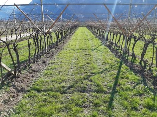 Alla Scoperta Dei Vini Pawi - Casale Monferrato