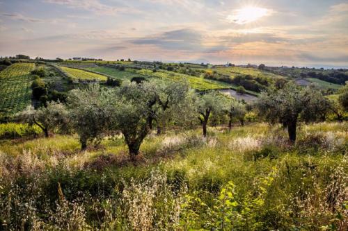 Cantine Aperte A Tollo - Tollo