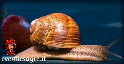 La Sagra Delle Lumache A Sestri Levante - Sestri Levante