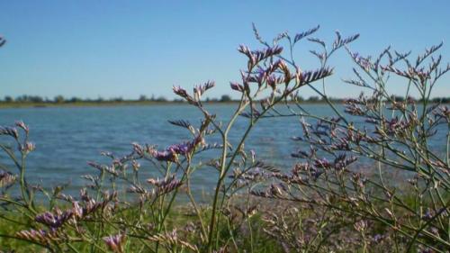 La Magica Fioritura Di Limonio Al Tramonto - Eraclea