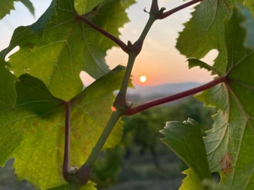 Buongiorno Dolcetto - Carpeneto