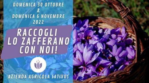 Raccogli Lo Zafferano Con Noi! - Monchiero