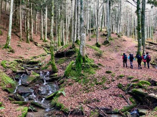 Raggioli E I Giganti Dell'alpe - Reggello