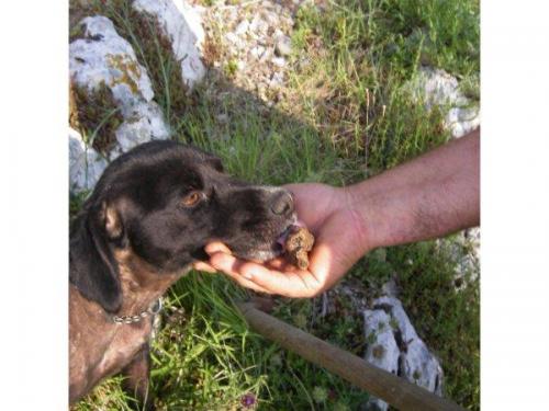 La Tartufata Nelle Terre D'alba - Verduno