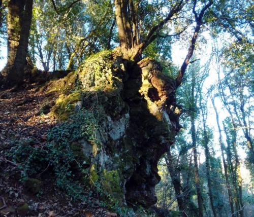 Bosco Del Sasseto - La Foresta Incantata - Acquapendente