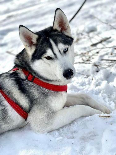 Lago Nero Passeggiata Invernale Con Le Ciaspole Sulle Montagne Toscane - Abetone Cutigliano