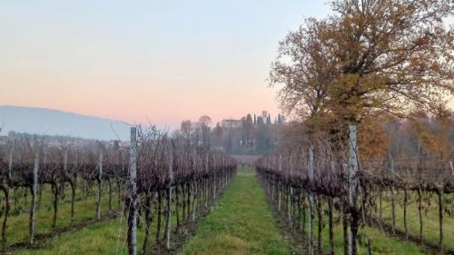 I Colli Di Castello Roganzuolo E Visita Alla Chiesa Dei Santi Pietro E Paolo - San Fior