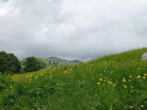 Alla Scoperta Del Piancavallo Tra Boschi E Panorami Mozzafiato - Aviano