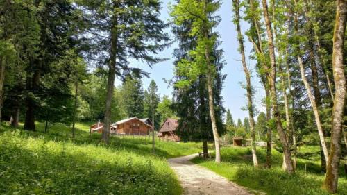 L'autunno Tra I Boschi E I Villaggi Cimbri Del Cansiglio - Tambre