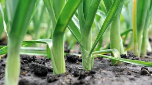 Festival Dell’agricoltura Di Montagna  - Folgaria