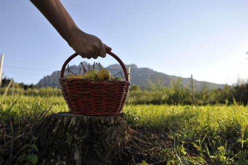 Festa Della Pera - Altopiano Della Vigolana