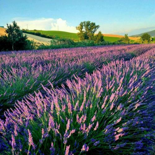 Santa Luce Tra Lavanda E Tramonti Toscani - Santa Luce