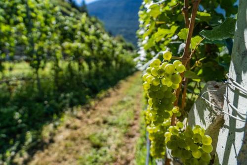 La Dispensa Dei Vignaioli - Folgaria