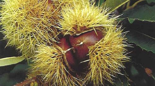 Gran Castagnata E Fiera Di Valle - Roccabruna