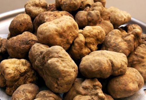 Mostra Mercato Del Tartufo Bianco A Rivalba - Rivalba