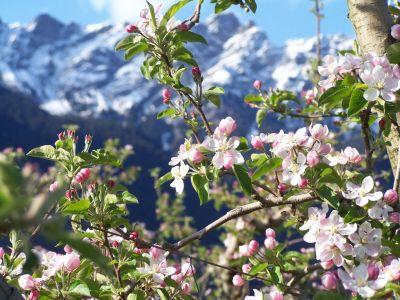 Festa Della Fioritura - Lana