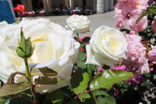 Festa Delle Rose - Venaria Reale