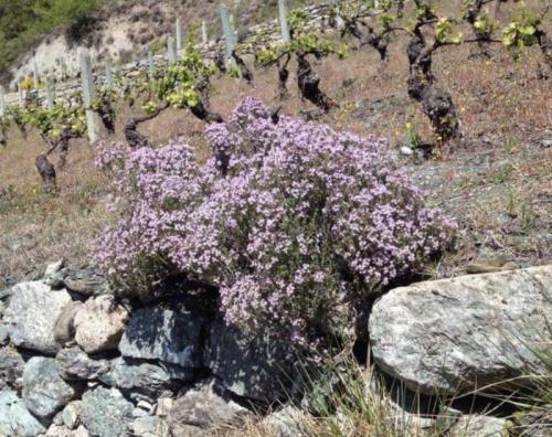 Sagra Della Sarieula - Verrayes