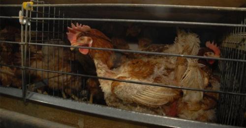 Fiera Degli Animali Di Frigole, è Ora Di Andare Oltre