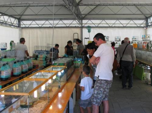 Fiera Di San Michele - Eventi Di Venerdì 29 Settembre