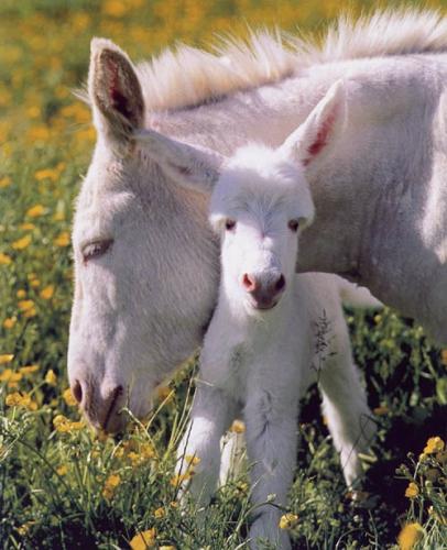 Città Della Domenica Ospite A Perugia Pet