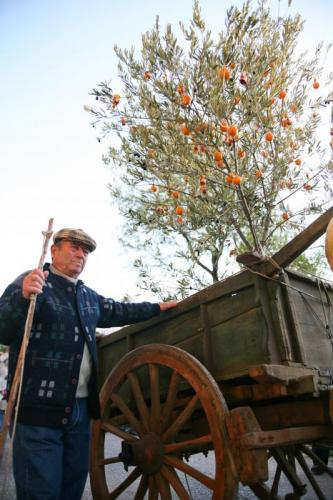 Frantoi Aperti In Umbria