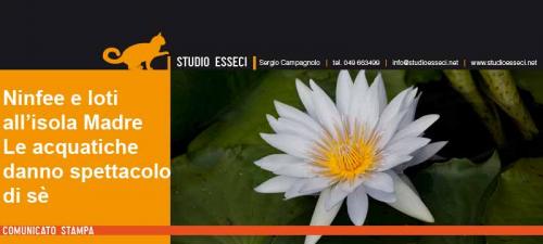 In Fiore Le Ninfee Dell'isola Madre
