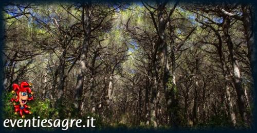 Foto Comune di Cecina