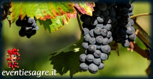 Sagra Dell'uva In Cucina - Argenta
