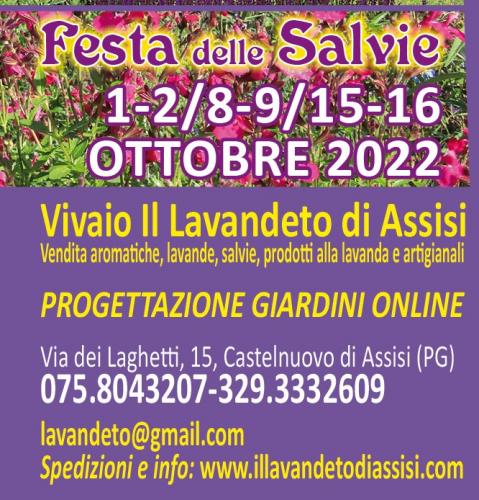 Festa Delle Salvie A Assisi - Assisi