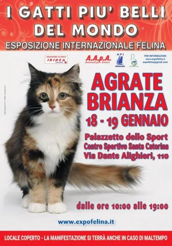 Esposizione Internazionale Felina - Agrate Brianza