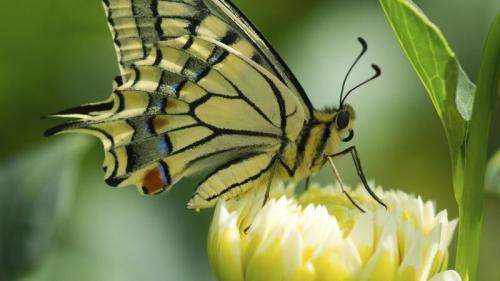 Butterfly Safari - Bordano