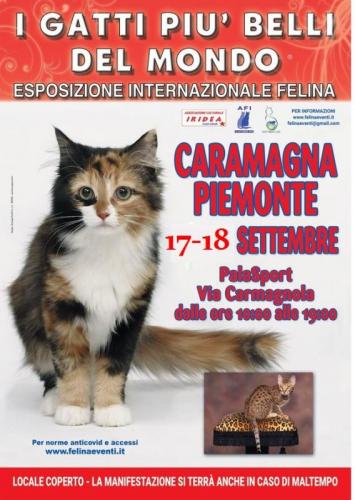 I Gatti Piu' Belli Del Mondo - Esposizione Internazionale Felina - Caramagna Piemonte - Caramagna Piemonte