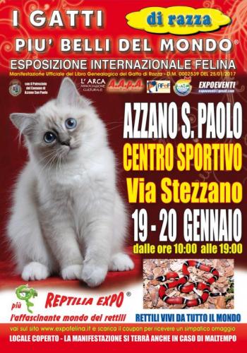 Esposizione Internazionale Felina - Azzano San Paolo