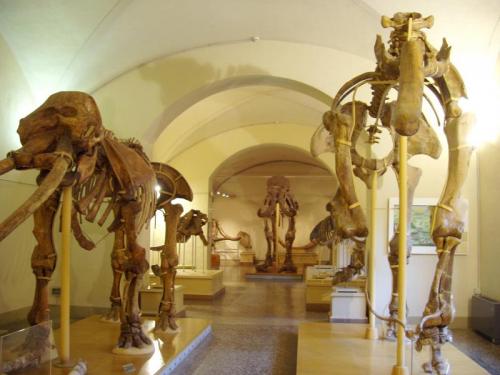 Museo Di Scienze Naturali Alla Scoperta Dei Fossili - Firenze