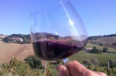 Winetrekking Nelle Colline Di Monteciccardo - Monteciccardo