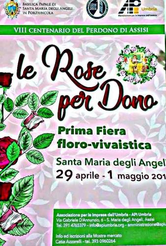Le Rose Per Dono Santa Maria D. Angeli Assisi - Assisi