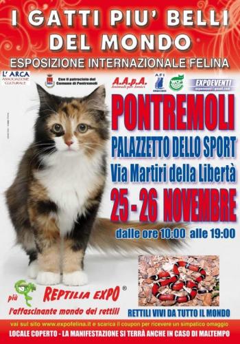 I Gatti Piu' Belli Del Mondo - Esposizione Internazionale Felina - Pontremoli