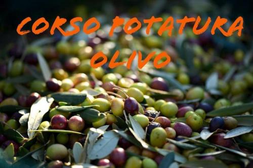 Olivo, Corsi Di Potatura In Provincia Di Siena - Cetona