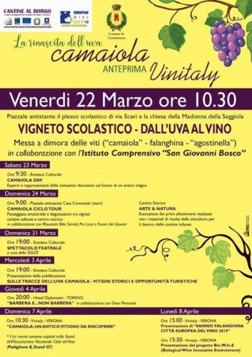 La Rinascita Dell'uva Camaiola A Castelvenere - Castelvenere